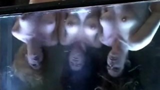 3 Gitls Bound + Dunked
