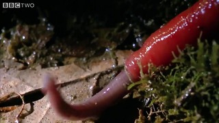 Monster Leech Swallows Giant Worm