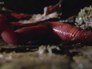 Leech Torture - Monster Leech Swallows Giant Worm - Darknessporn.com