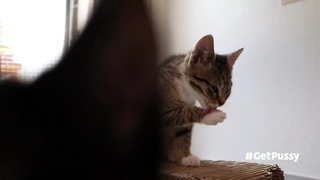 かわいい小さなホームレスの猫は、猫の友達の一人が参加するとうまく舐められます