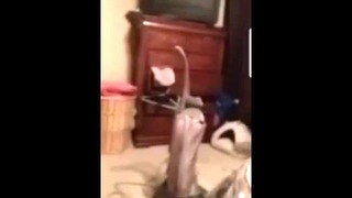 Paraplegic Foot Worship in Wheelchair