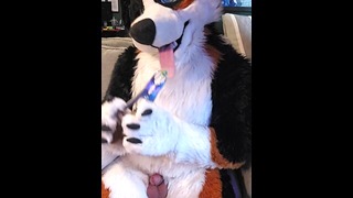 @AngryBarks from the Veterinarian’s office prepares you for your castration tomorrow [instructional]
